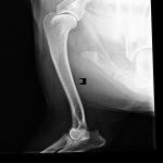 immagine radiologica della osteocondrosi della spalla di un cane