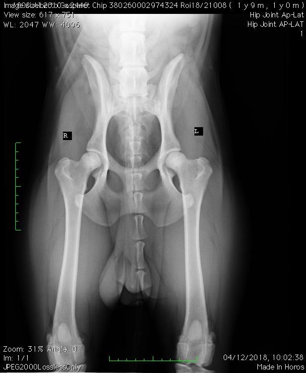 immagine di una radiografia di un cane sano