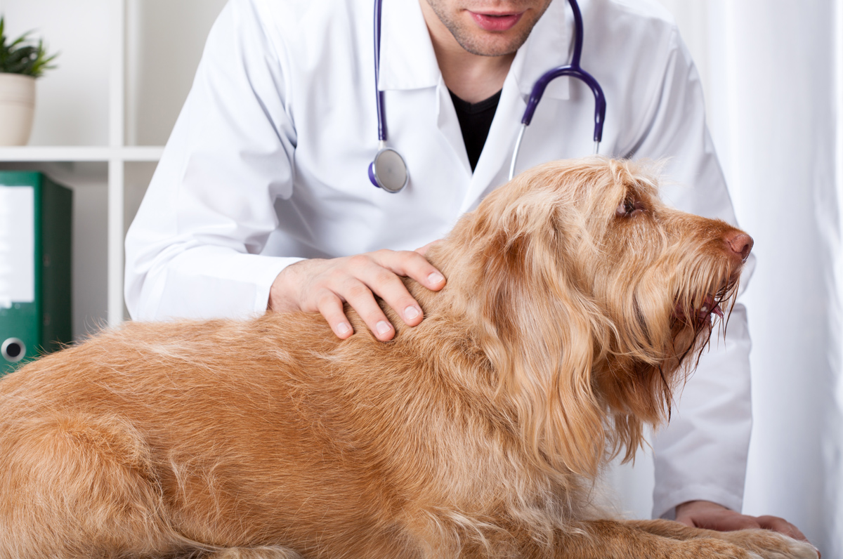 dottore veterinario che accarezza un cane nella Clinica Veterinaria Route62