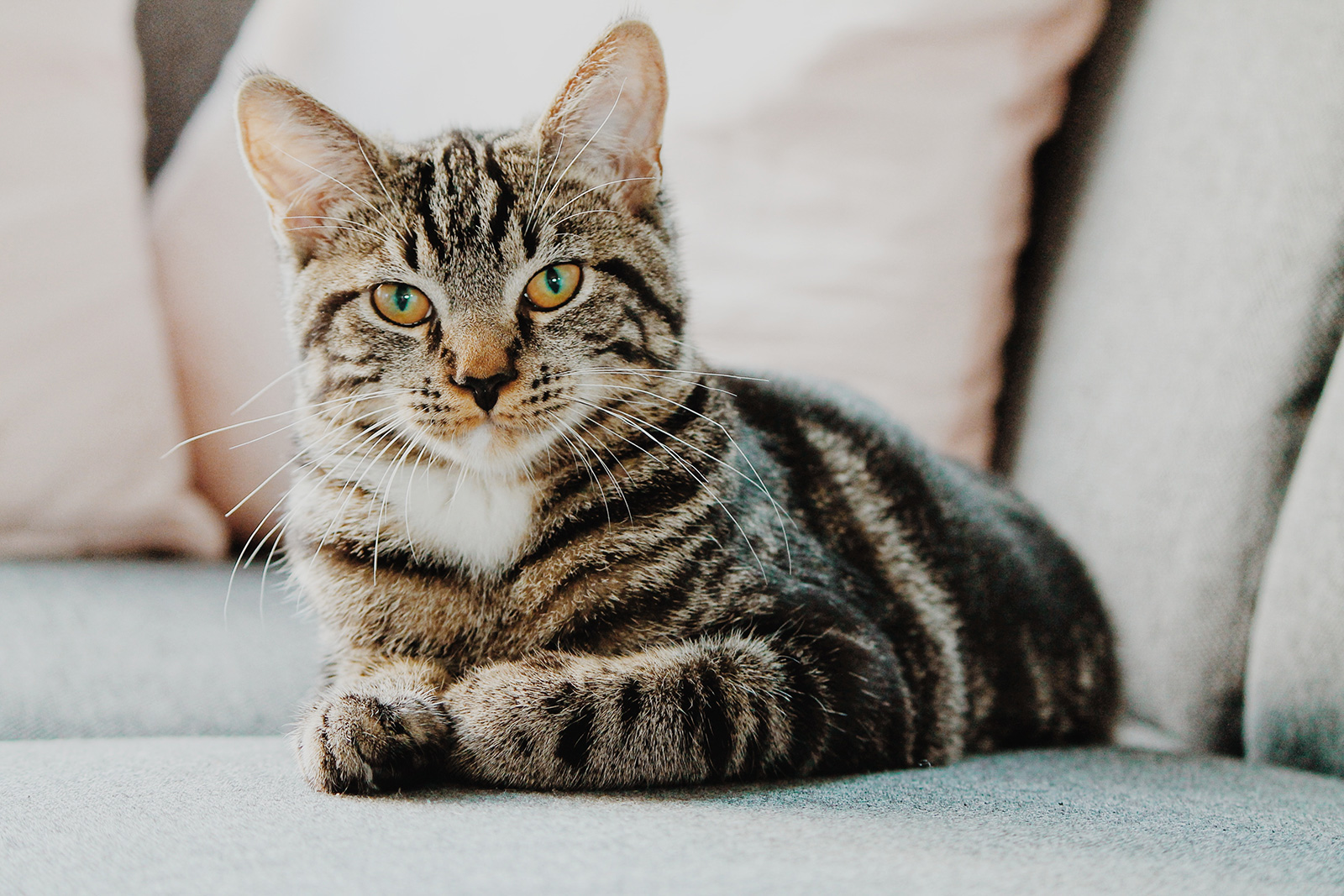 foto di un gatto sul divano