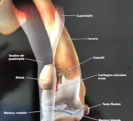 La Lussazione della Rotula nel Cane e nel Gatto