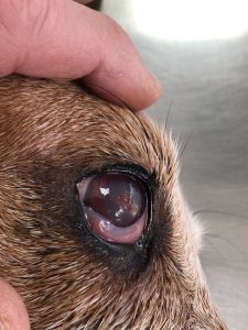 foto dell'occhio di un cane