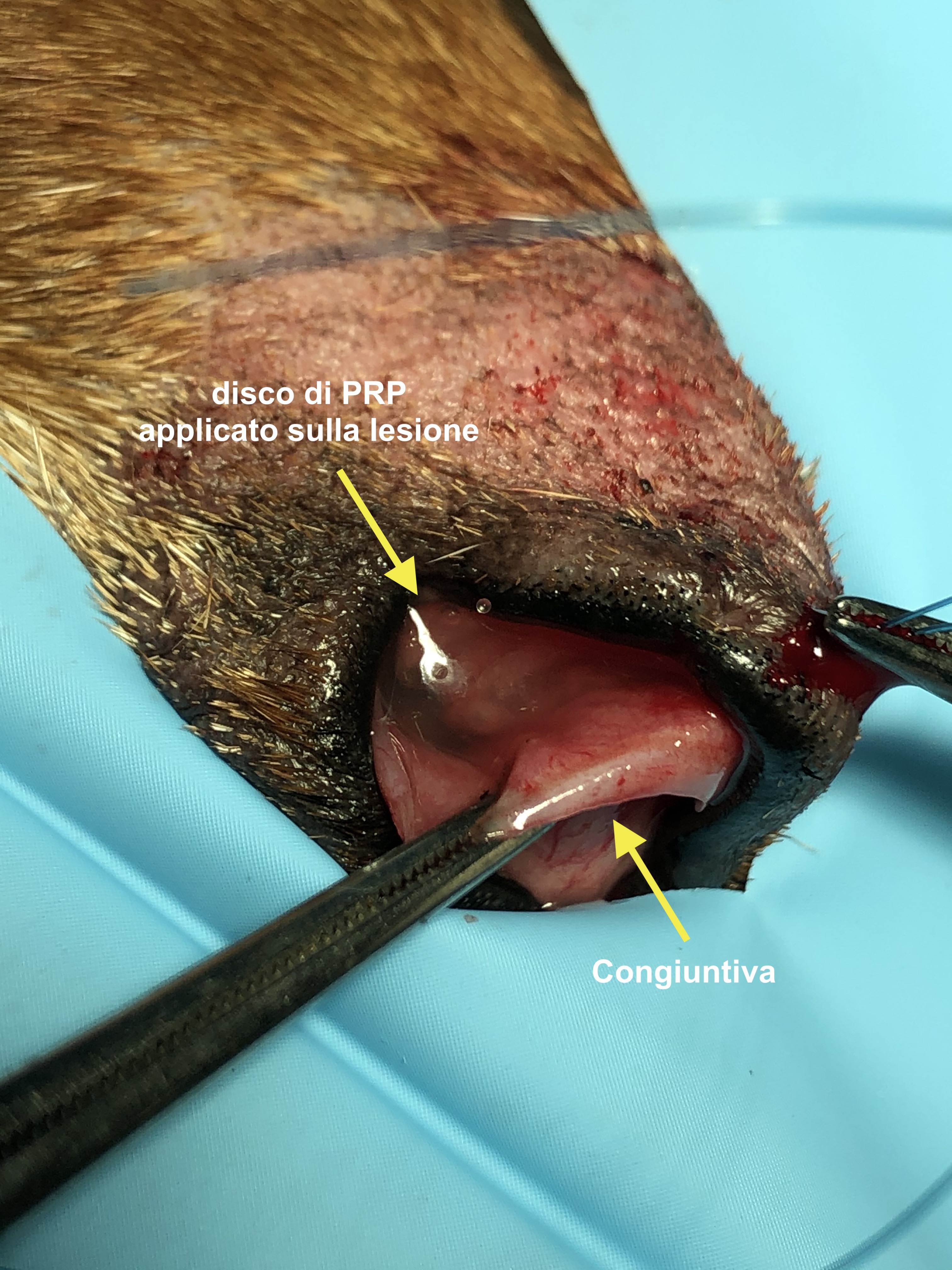Fase 1 inserimento del disco sulla cornee di un cane