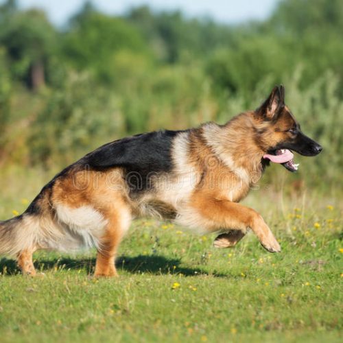 La Stenosi Lombo-Sacrale Degenerativa del cane o Sindrome della Cauda Equina.