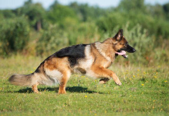 La Stenosi Lombo-Sacrale Degenerativa del cane o Sindrome della Cauda Equina.