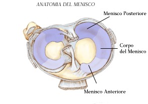 Anatomia del Menisco