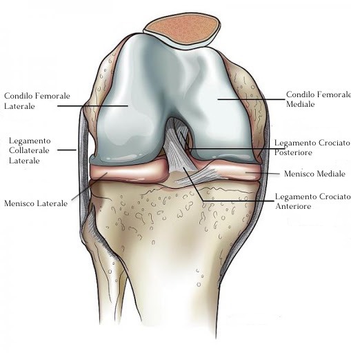 Immagine anatomica del ginocchio del cane 