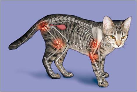 L’Osteoartite nel gatto (OA)