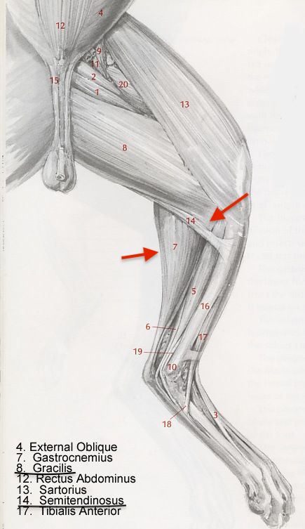 foto anatomica della porzione muscolare situata nella parte superficiale ed interna della gamba