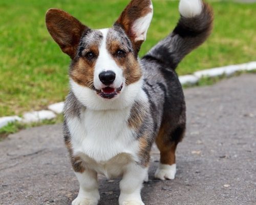 Escissione di un Polipo dalla Lamina Cribrosa nasale  in un Cane Welsh Corgi.