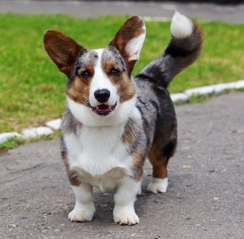 Escissione di un Polipo dalla Lamina Cribrosa nasale  in un Cane Welsh Corgi.