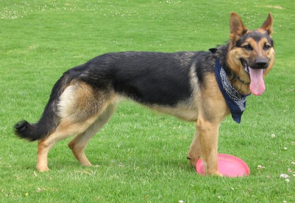 La miopatia del muscolo gracile e semitendinoso nel cane