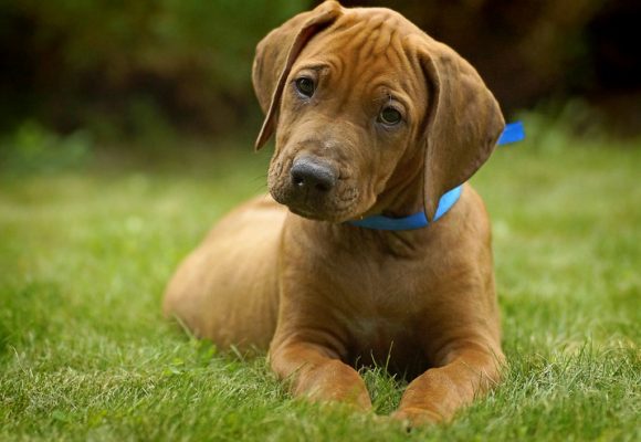 Caso del Mese: Avulsione della Cresta Tibiale in un cucciolo di Rhodesian Ridgeback