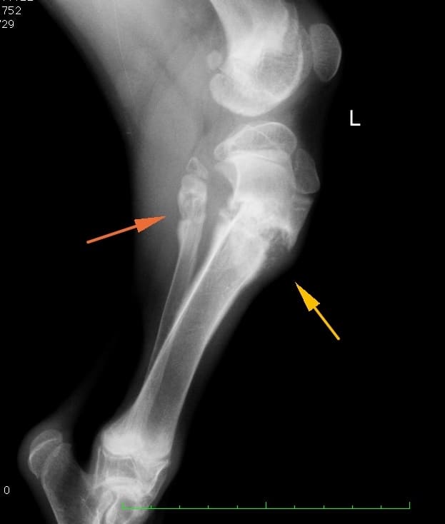 radiografia di un cucciolo di pastore tedesco con una frattura della tibia dopo 10 giorni