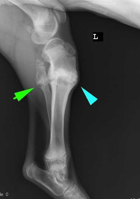 radiografia di un cucciolo di pastore tedesco con una frattura della tibia dopo 20 giorni