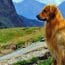 Esame Tac: utilizzo della Tac veterinaria nella diagnosi di una massa polmonare in un Golden Retriever