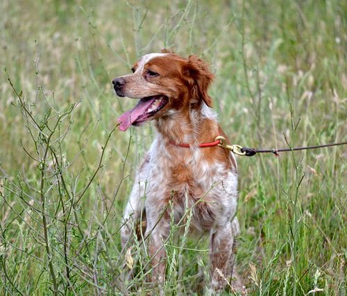 Utilizzo della Tac per la diagnosi di un Tumore Benigno dell’orecchio Medio (Adenoma) in un cane di razza Épagneul Bretone