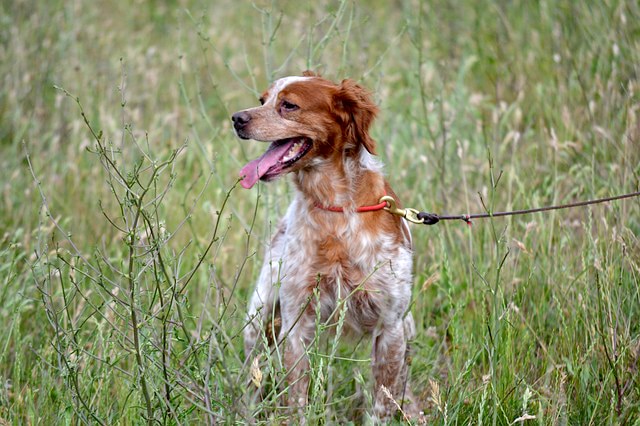 Utilizzo della Tac per la diagnosi di un Tumore Benigno dell’orecchio Medio (Adenoma) in un cane di razza Épagneul Bretone