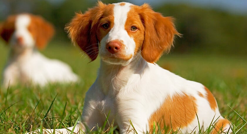 immagine di un cane di razza Bretone seduto nell'erba