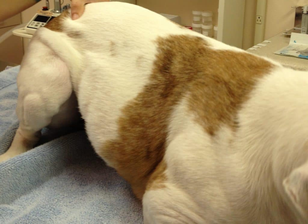 Rigonfiamento laterale destro della dimensione di un arancio in un cane di razza Bretone prima della Tac Veterinaria