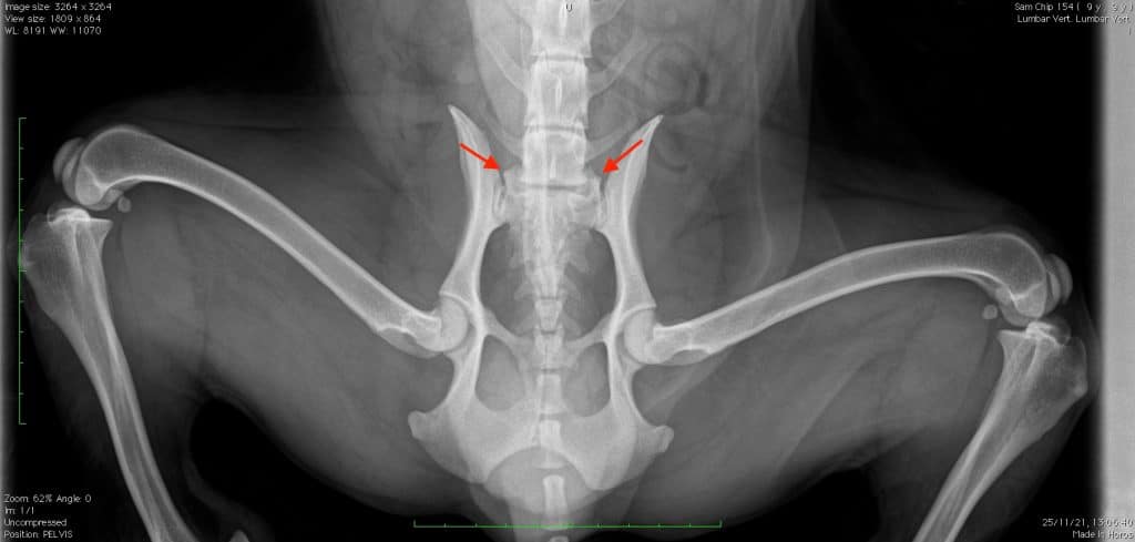immagine di una tac veterinaria Visione ventrale di un cocker di 8 anni