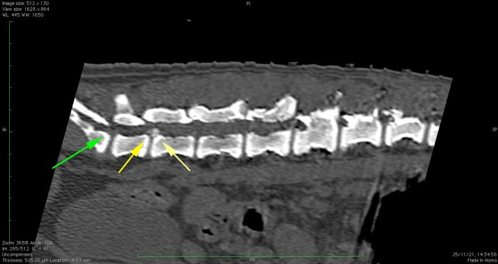 Immagine tac veterinaria Visione sagitale delle lesioni di un cocker di 8 anni